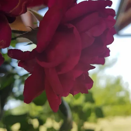 Holiday Rose *
